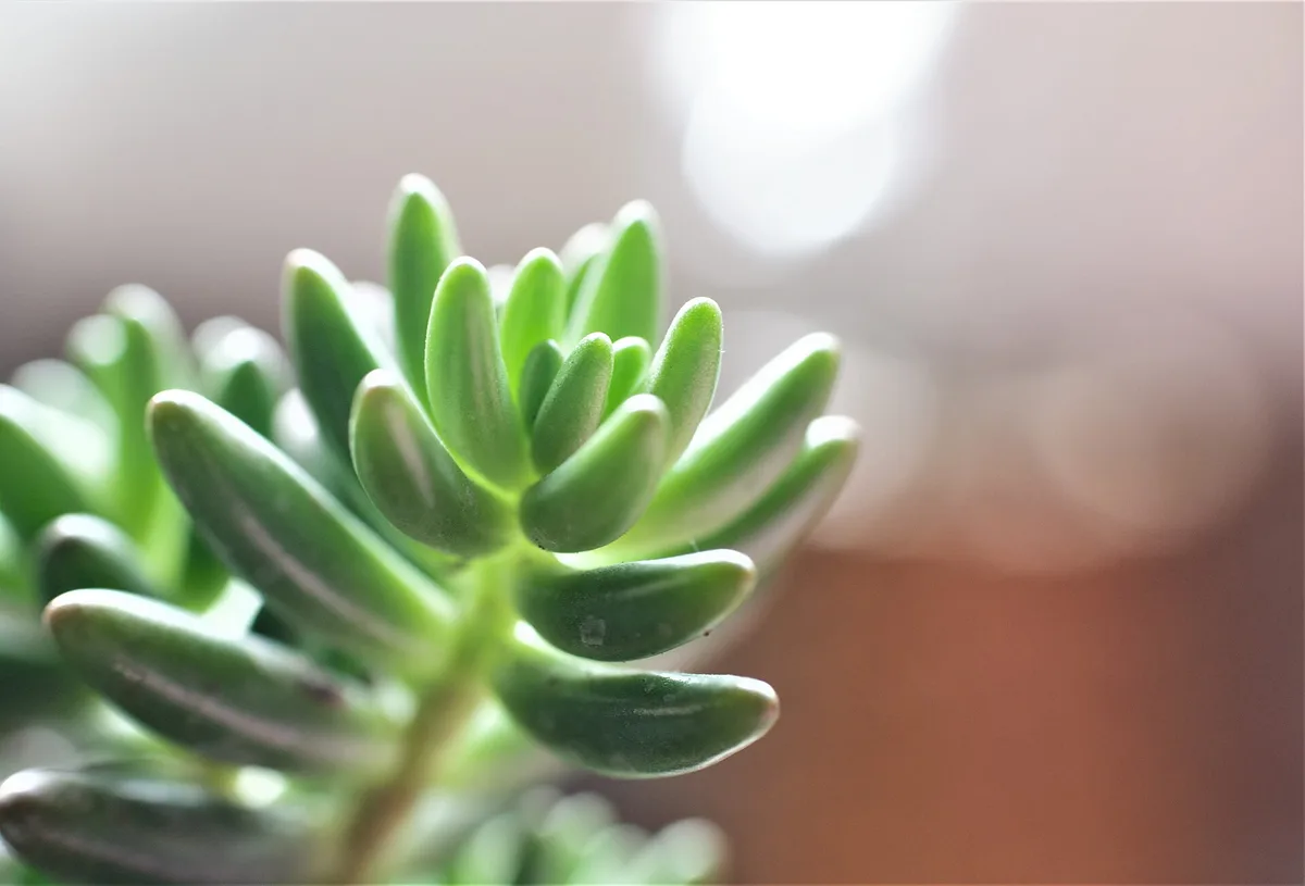 Fine detail in a pale green succulent